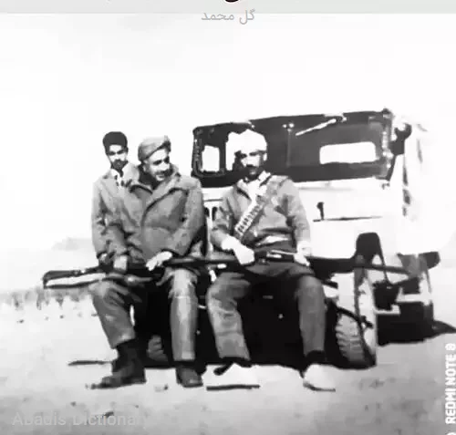 گل محمد